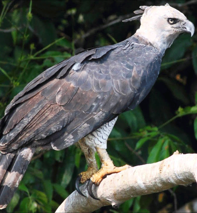 HarpyEagle1